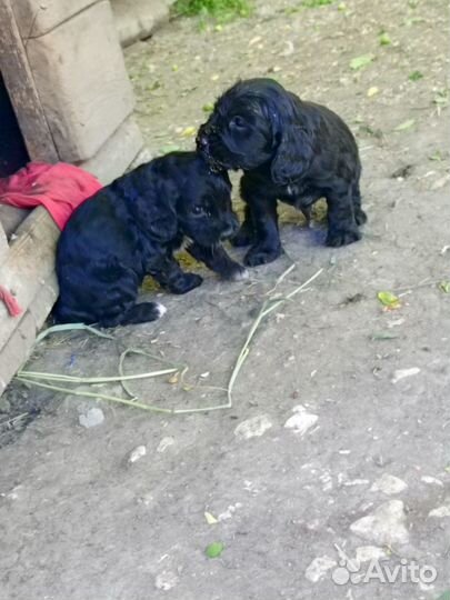 Кокеры- спаниели щенки