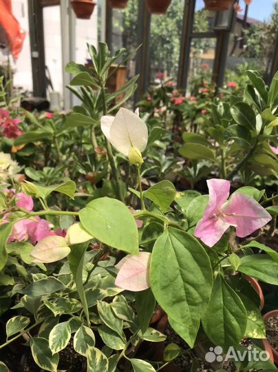 Бугенвиллия