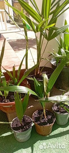 Пальма веерная