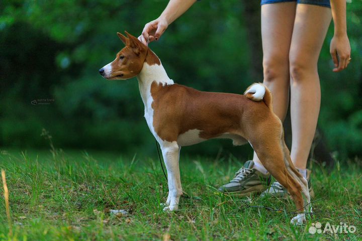 Вязка басенджи