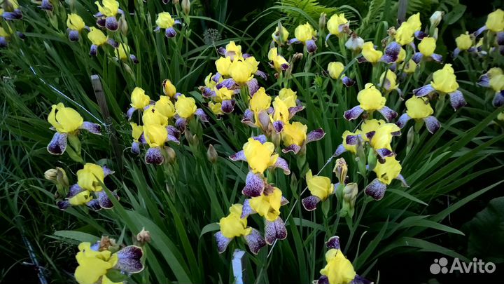 Многолетники для сада цветы