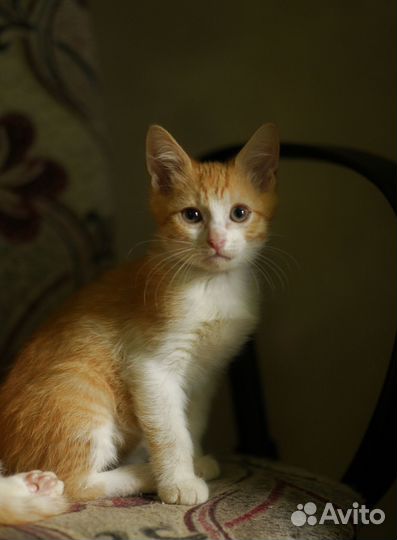 Рыжий котенок в добрые рук