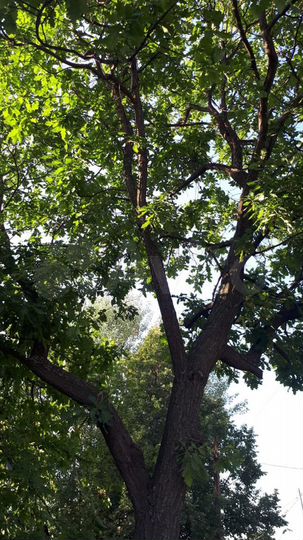 Участок 18 сот. (ИЖС)