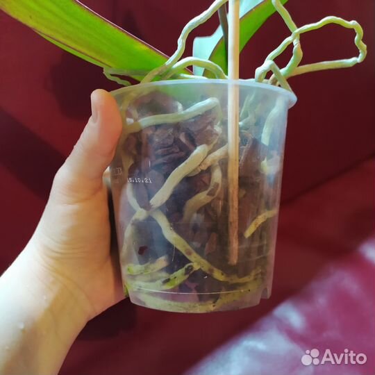 Орхидея фаленопсис Тайсуко Анна