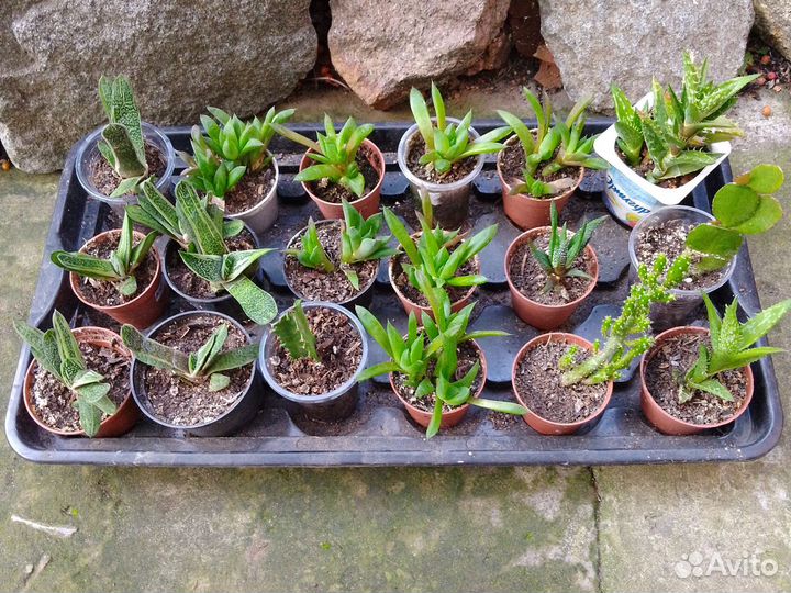 Суккуленты разные