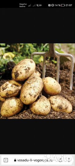 Продам картофель оптом