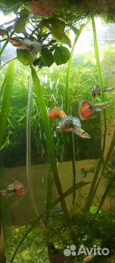 Рыбки гуппи