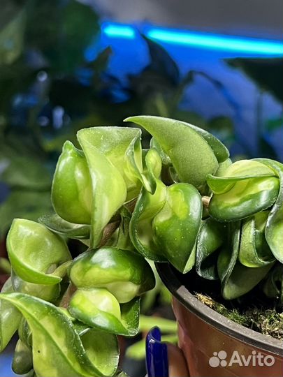 Хойя Компакта вариегатная