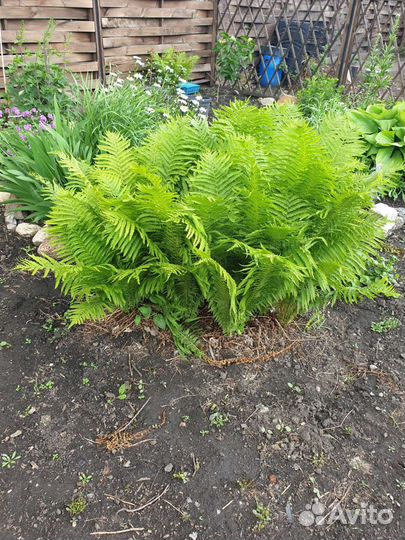 Папоротник страусник