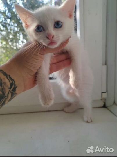 Котенок белоснежный бесплатно мальчик 2 месяца