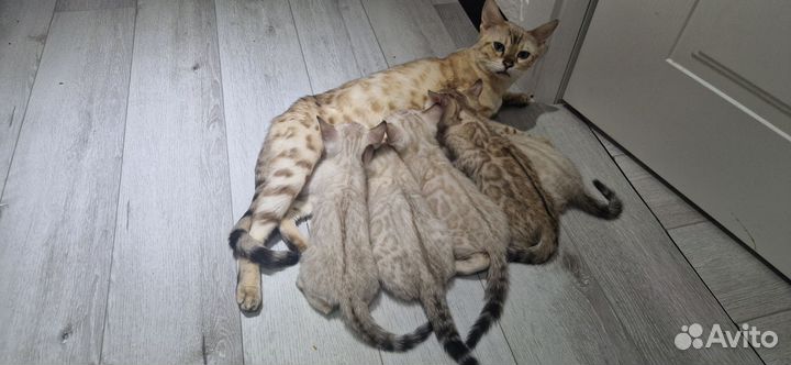 Снежные барсы