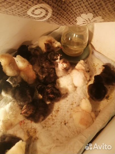 Цыплята несушки подрощенные