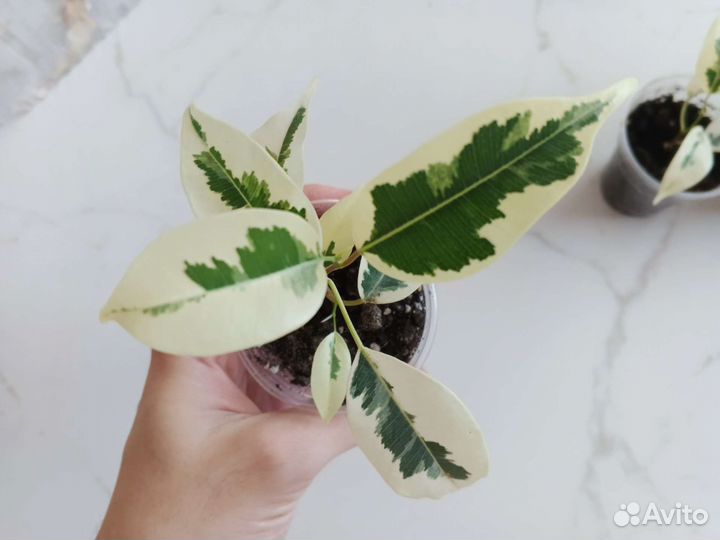 Фикус Де Гантель