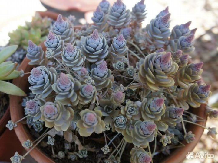 Гастерия,Оростахис иваренго