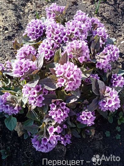 Цветы многолетники