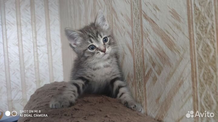 Отдам в добрые руки