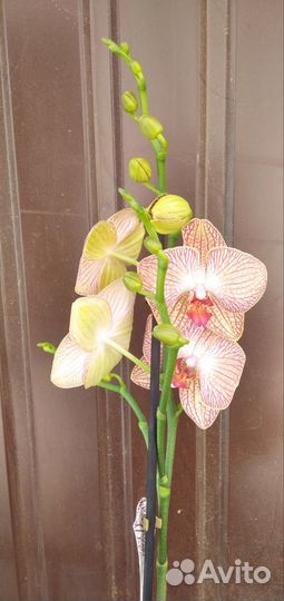 Орхидея фаленопсис бабочка