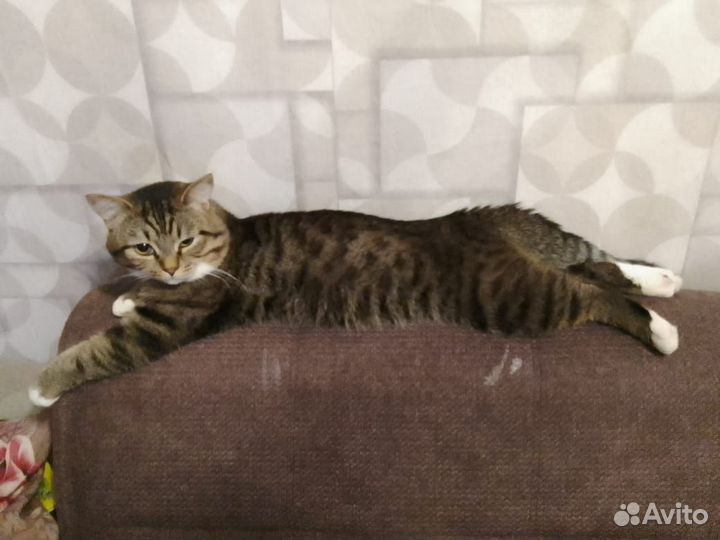 Потерялся кот