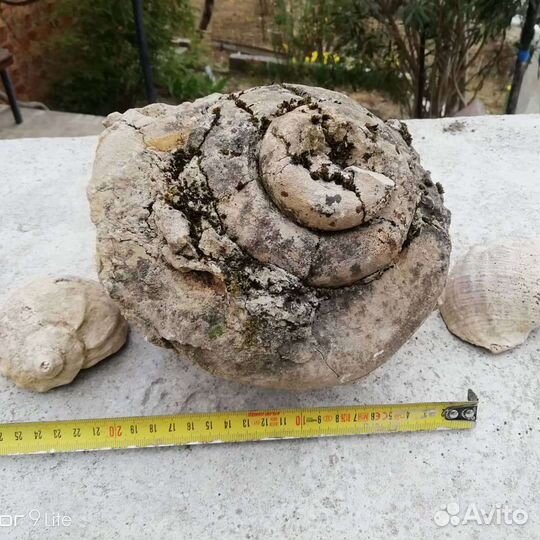 Древняя окаменелость