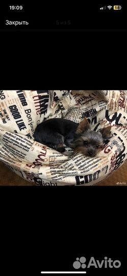 Йоркширский терьер мини щенки бейби фейс