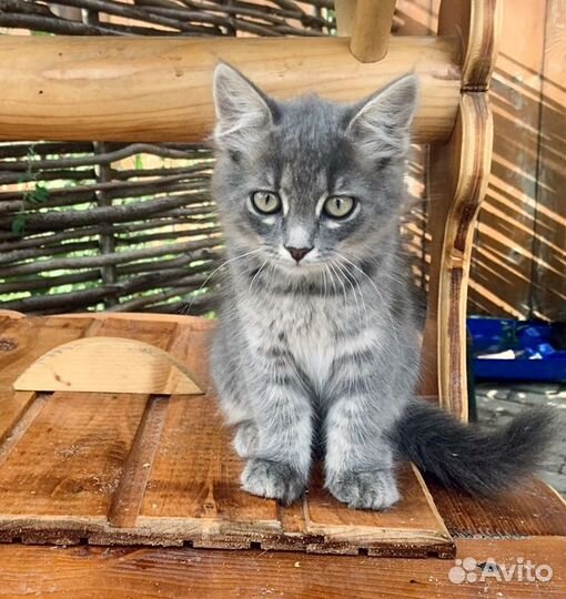 Серенькие котята в заботливые руки