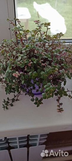 Комнатные цветы доставка покупателю бесплатно