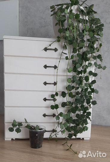 Хойя Куртиси Curtisii