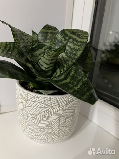 Сансевиерия