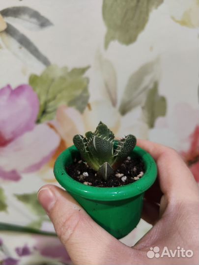 Суккуленты