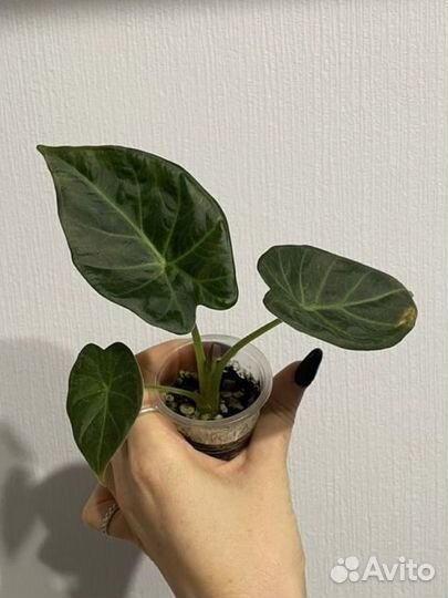 Алоказия регал шилдс