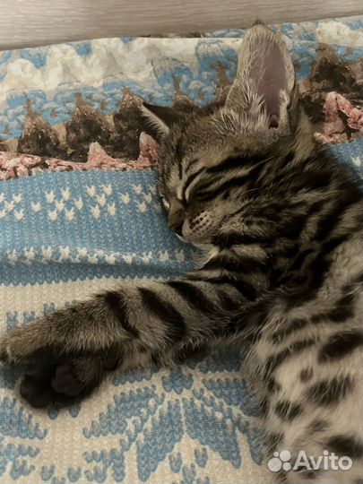 Бенгальские котята