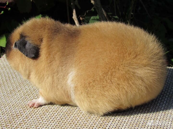 Морская свинка американский тедди