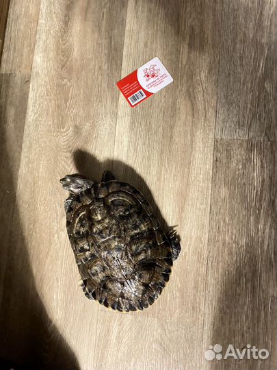 Красноухая черепаха