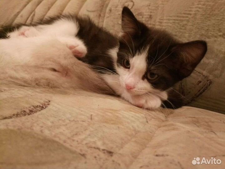 Котята подростки в надёжные руки