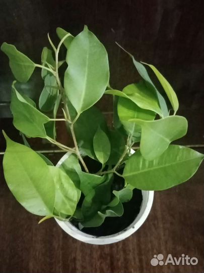Фикус Бенджамина