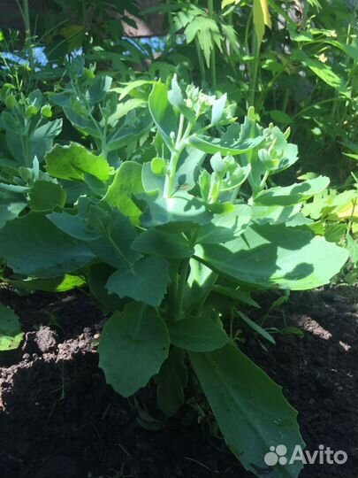 Очиток садовый (седум), бадан (бергения)