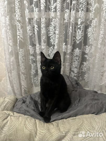 Отдам котенка в добрые руки