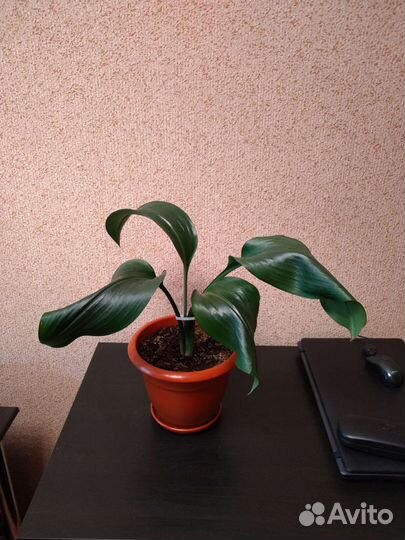 Эухарис амазонская лилия