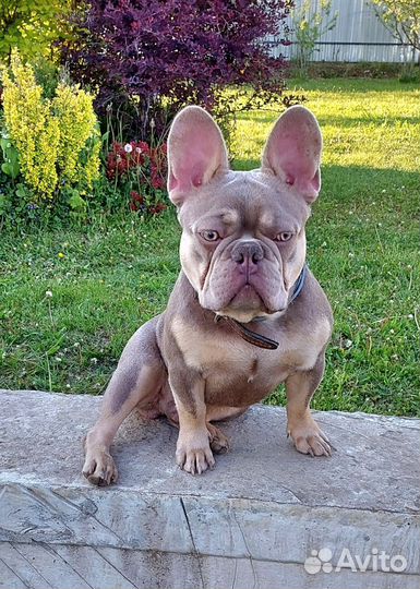 Французский бульдог кобель вязка