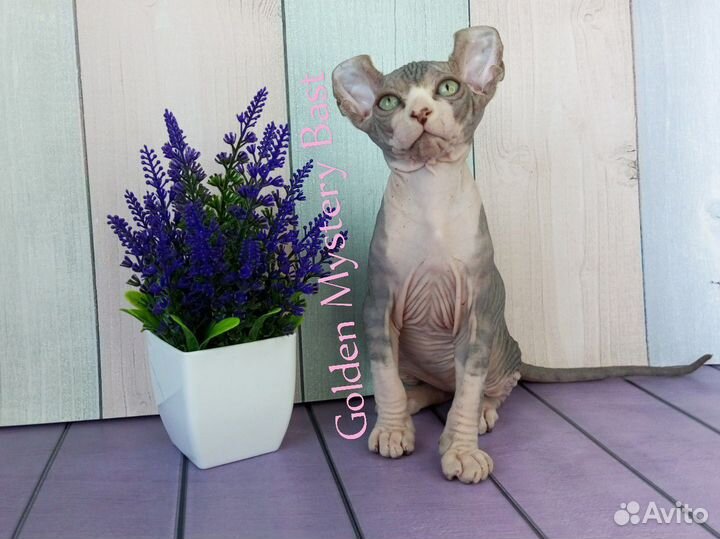 Сфинкс Эльф