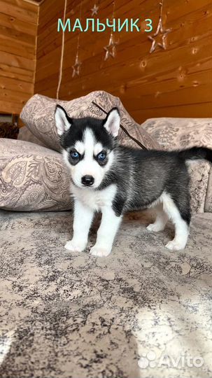 Голубоглазые хаски