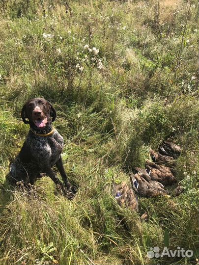 Курцхаар. Вязка