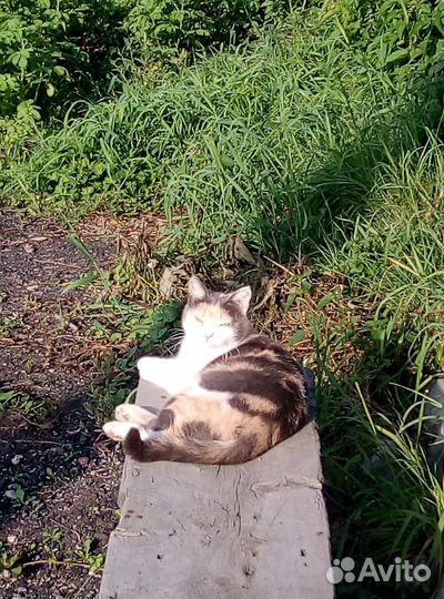 Домашние животные кошки