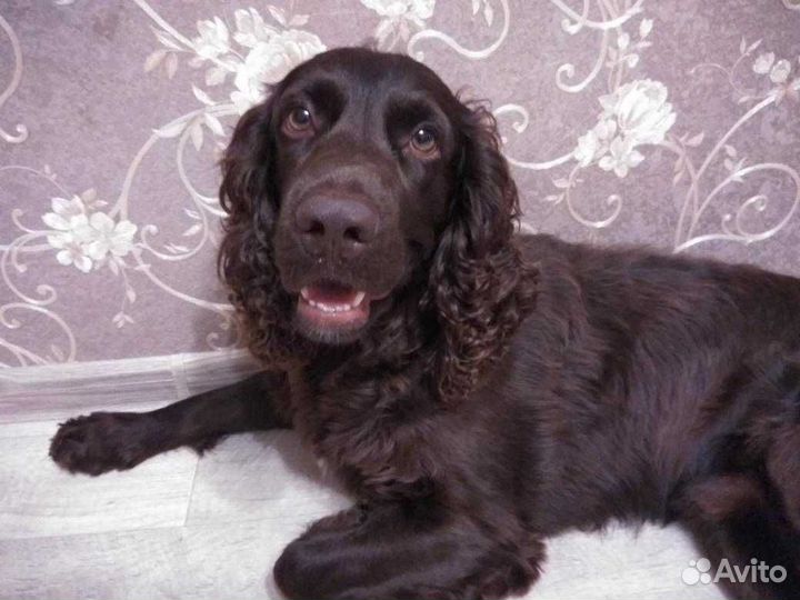 Вязка кобель