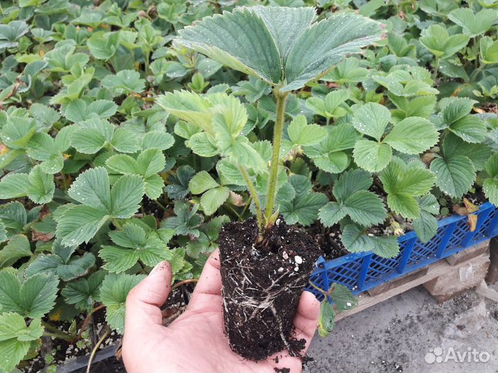 Саженцы клубники стакан. Рассада клубники