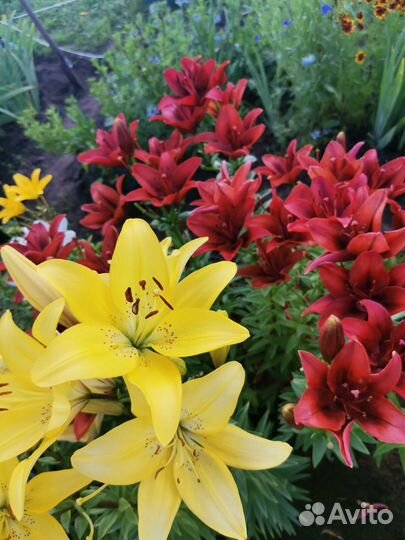 Многолетние цветы