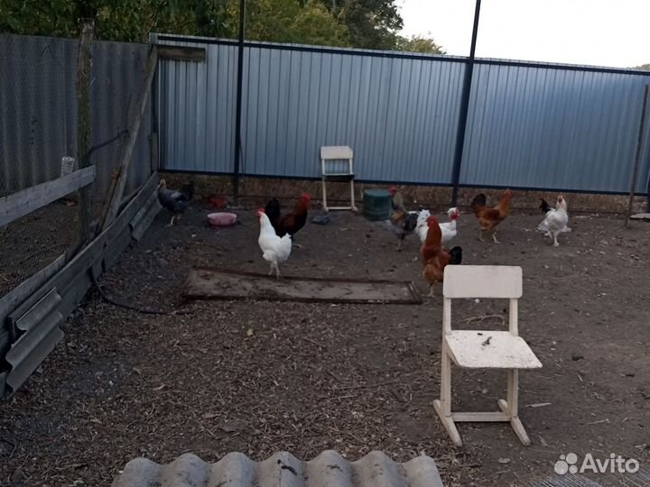 Утки и петушки