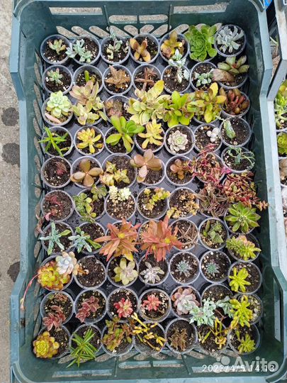 Суккуленты