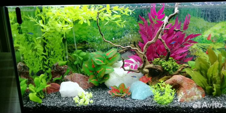 Оформление и обслуживание аквариумов