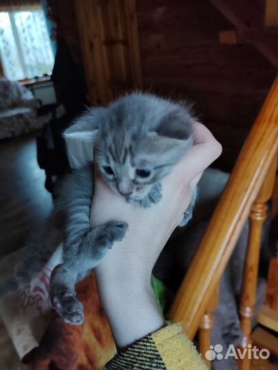 Отдам котенка в добрые руки